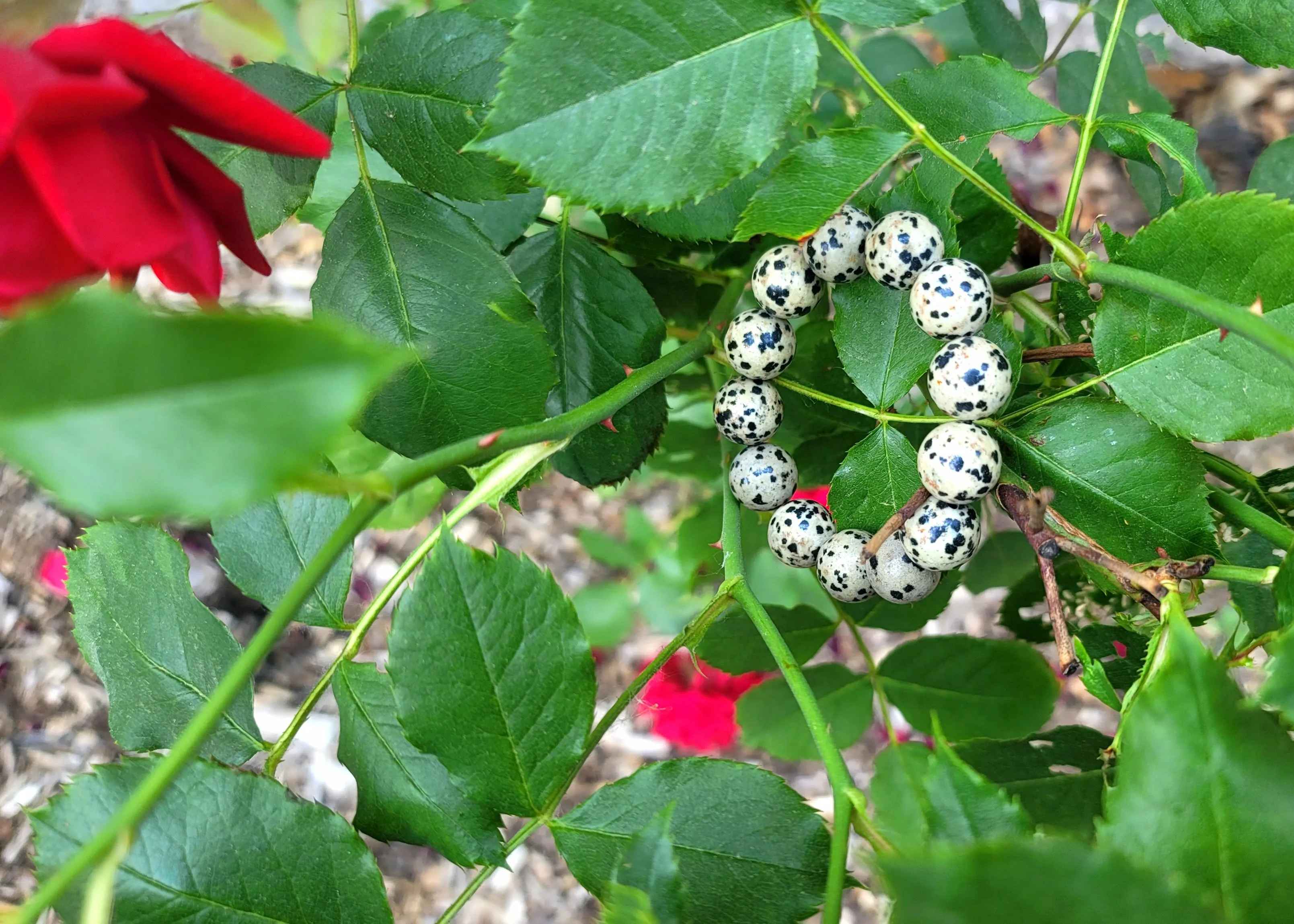 Dalmatian Jasper Bracelet