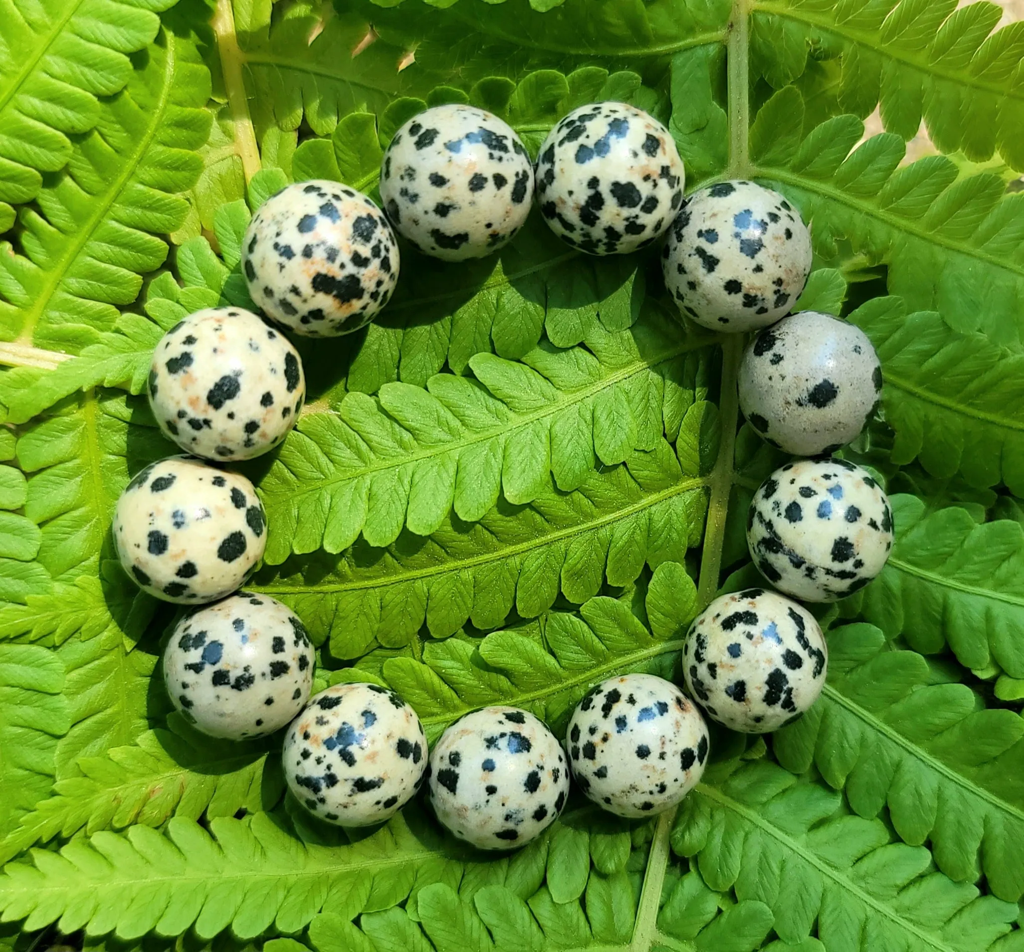 Dalmatian Jasper Bracelet