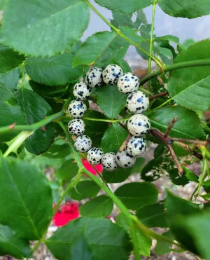 Dalmatian Jasper Bracelet